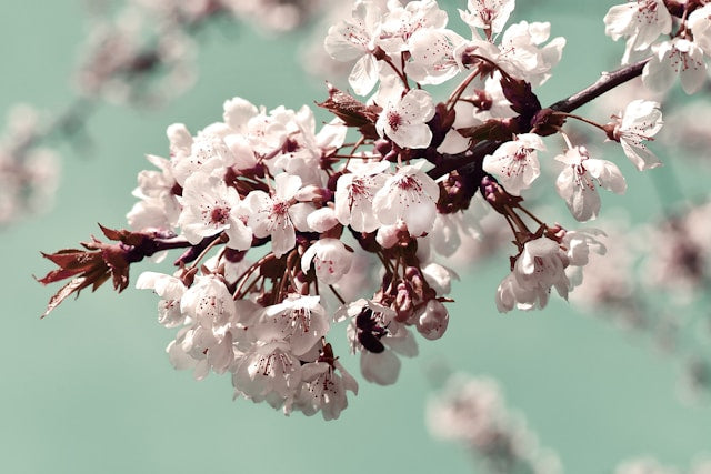 Cherry Blossom Reed Diffusers: How to Style a Soft Floral Home Fragrance Theme