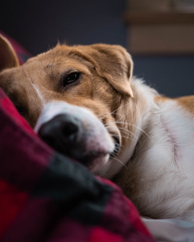 How to Clean a Pet Bed