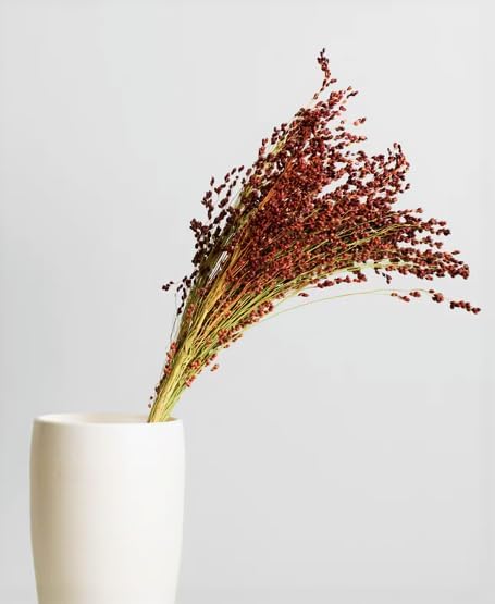 TomorrowSeeds - Red Broom Corn Seeds - 375+ Count - for 2026 Planting Sorghum Bicolor Mixed Millet Giant Fall Decoration Flower Grain Tassel Grow Your Own Home Farm Patio Healthy Sustainable Living