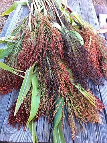 Broom Corn Seeds - 100 Mixed Color Seeds for Planting - Great Millet - Made in USA - A Must Have!