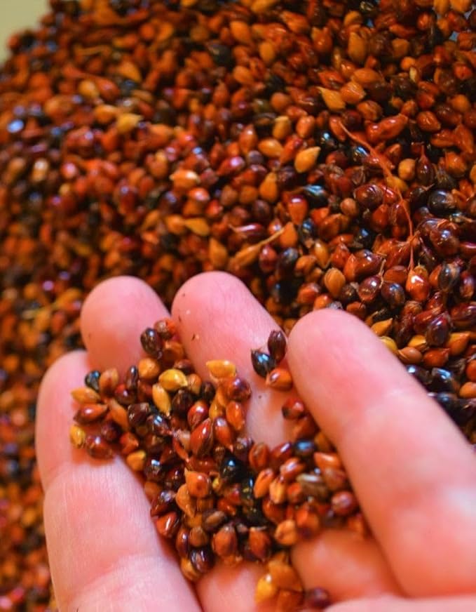 TomorrowSeeds - Red Broom Corn Seeds - 375+ Count - for 2026 Planting Sorghum Bicolor Mixed Millet Giant Fall Decoration Flower Grain Tassel Grow Your Own Home Farm Patio Healthy Sustainable Living
