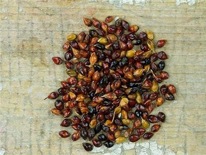 Multi-Colored Broom Corn Seeds - High yields of Beautiful Straw Very Beautiful(25 - Seeds)