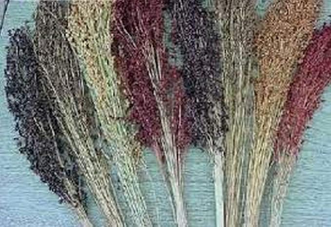 Multi-Colored Broom Corn Seeds - High yields of Beautiful Straw! Very Beautiful!(50 - Seeds)