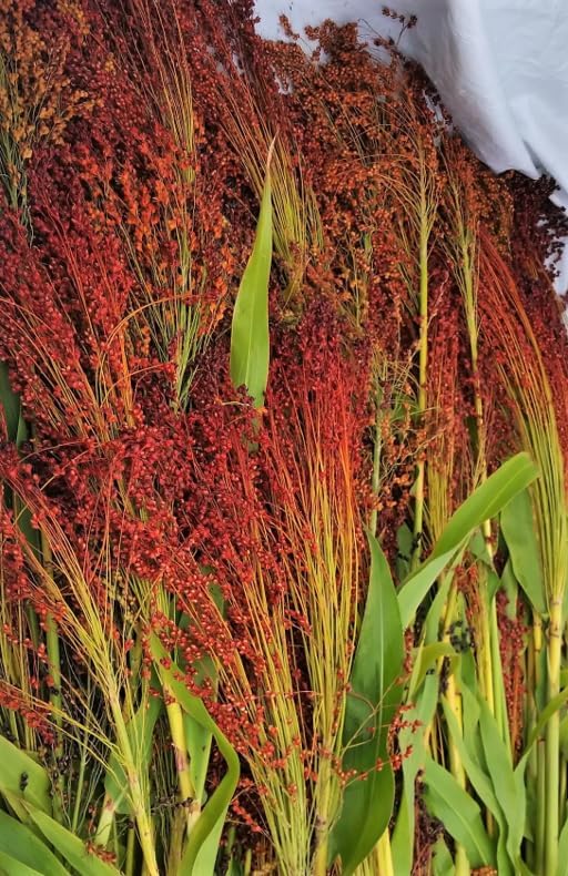 TomorrowSeeds - Red Broom Corn Seeds - 375+ Count - for 2026 Planting Sorghum Bicolor Mixed Millet Giant Fall Decoration Flower Grain Tassel Grow Your Own Home Farm Patio Healthy Sustainable Living