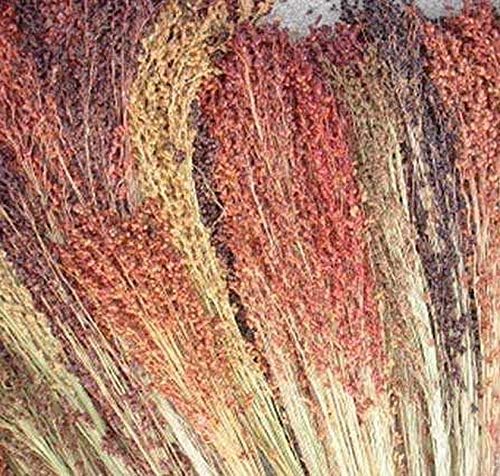 Multi-Colored Broom Corn Seeds - High yields of Beautiful Straw! Very Beautiful!(50 - Seeds)
