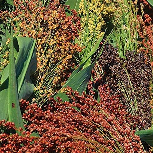 Multi-Colored Broom Corn Seeds - High yields of Beautiful Straw! Very Beautiful!(100 - Seeds)