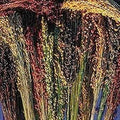 Multi-Colored Broom Corn Seeds - High yields of Beautiful Straw! Very Beautiful!(100 - Seeds)