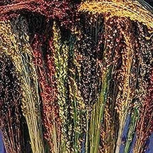 Multi-Colored Broom Corn Seeds - High yields of Beautiful Straw! Very Beautiful!(100 - Seeds)