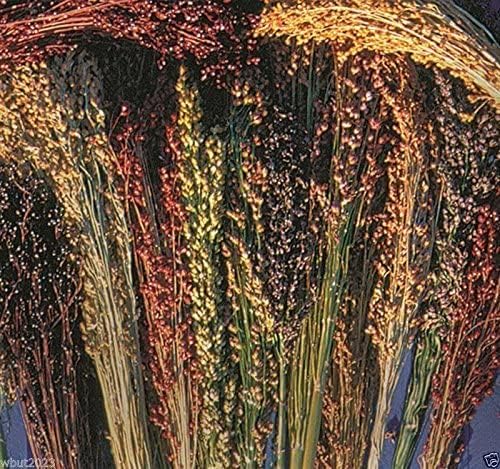 Broom Corn Seeds - 100 Mixed Color Seeds for Planting - Great Millet - Made in USA - A Must Have!