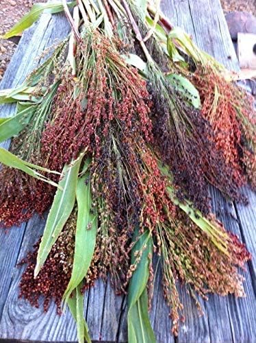 Multi-Colored Broom Corn Seeds - High yields of Beautiful Straw! Very Beautiful!(50 - Seeds)