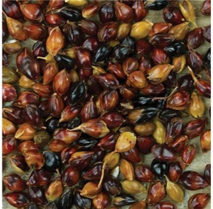 Multi-Colored Broom Corn Seeds - High yields of Beautiful Straw! Very Beautiful!(100 - Seeds)