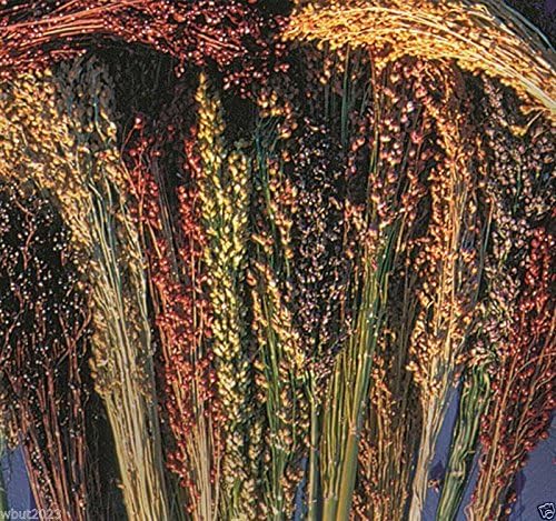 BROOM CORN SEEDS - Sorghum vulgar Mixed,Cream,Gold,Red, Brown,Burgundy and More(100 Seeds)