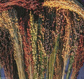 BROOM CORN SEEDS - Sorghum vulgar Mixed,Cream,Gold,Red, Brown,Burgundy and More(3000 Seeds)