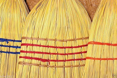 BROOM CORN SEEDS - Sorghum vulgar Mixed,Cream,Gold,Red, Brown,Burgundy and More(100 Seeds)