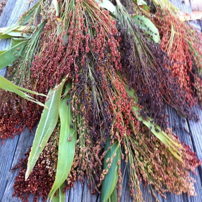 TomorrowSeeds - Rainbow Colors Broom Corn Seeds - 375+ Count - for 2026 Planting Sorghum Bicolor Mixed Colors Mulicolor Millet Giant Fall Decoration Flower Grain Grow Your Own Home Farm Patio Healthy