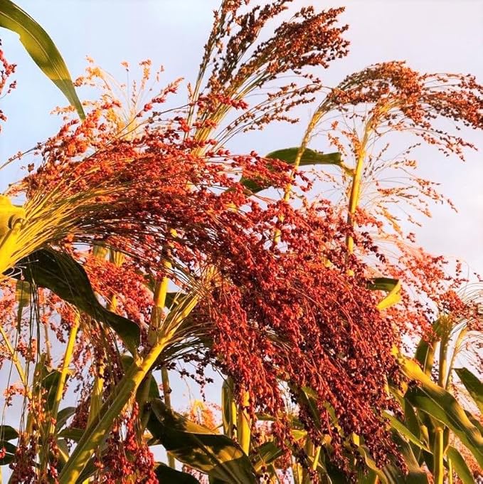 TomorrowSeeds - Red Broom Corn Seeds - 125+ Count - for 2026 Planting Sorghum Bicolor Mixed Millet Giant Fall Decoration Flower Grain Tassel Grow Your Own Home Farm Patio Healthy Sustainable Living