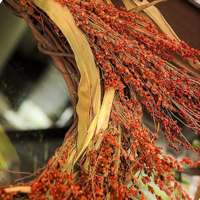 TomorrowSeeds - Red Broom Corn Seeds - 125+ Count - for 2026 Planting Sorghum Bicolor Mixed Millet Giant Fall Decoration Flower Grain Tassel Grow Your Own Home Farm Patio Healthy Sustainable Living