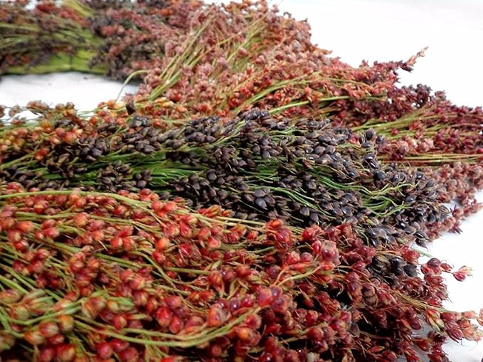TomorrowSeeds - Rainbow Colors Broom Corn Seeds - 375+ Count - for 2026 Planting Sorghum Bicolor Mixed Colors Mulicolor Millet Giant Fall Decoration Flower Grain Grow Your Own Home Farm Patio Healthy