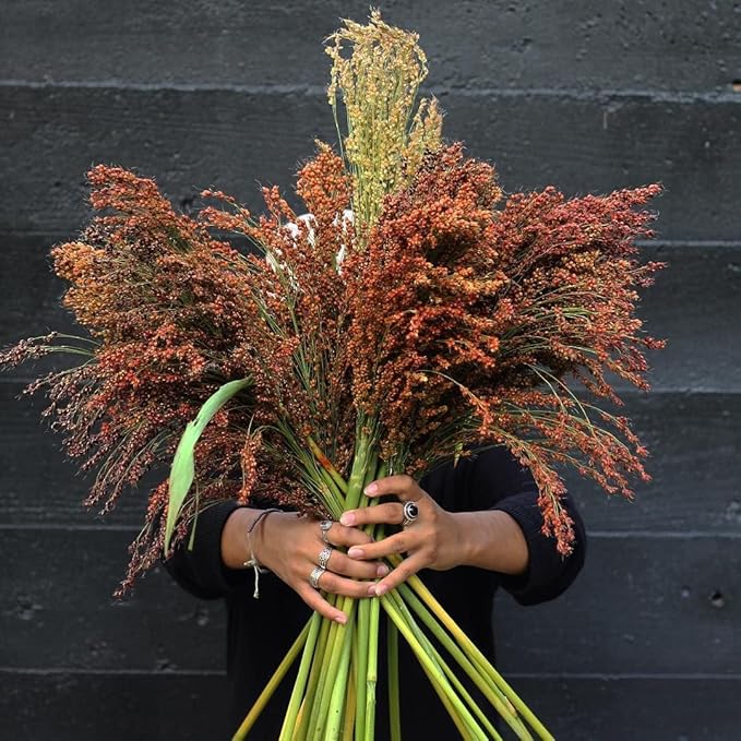 TomorrowSeeds - Rainbow Colors Broom Corn Seeds - 375+ Count - for 2026 Planting Sorghum Bicolor Mixed Colors Mulicolor Millet Giant Fall Decoration Flower Grain Grow Your Own Home Farm Patio Healthy