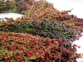Broom Corn Seeds - 100 Mixed Color Seeds for Planting - Great Millet - Made in USA - A Must Have!