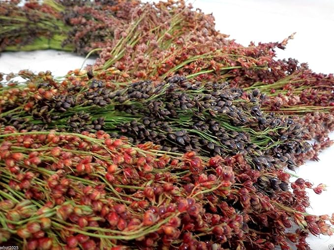 Broom Corn Seeds - 100 Mixed Color Seeds for Planting - Great Millet - Made in USA - A Must Have!