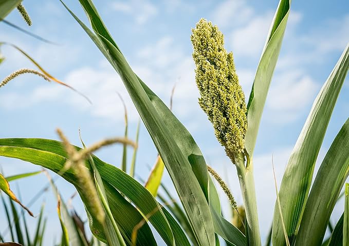 Food to Live Gluten Free Organic Whole Grain Sorghum, 3 Pounds – Non-GMO White Groats. Raw Milo Seeds. Vegan, Bulk Broom-corn. Durra is Great for Making Flour and Popped Jowar Dhani. Made in USA