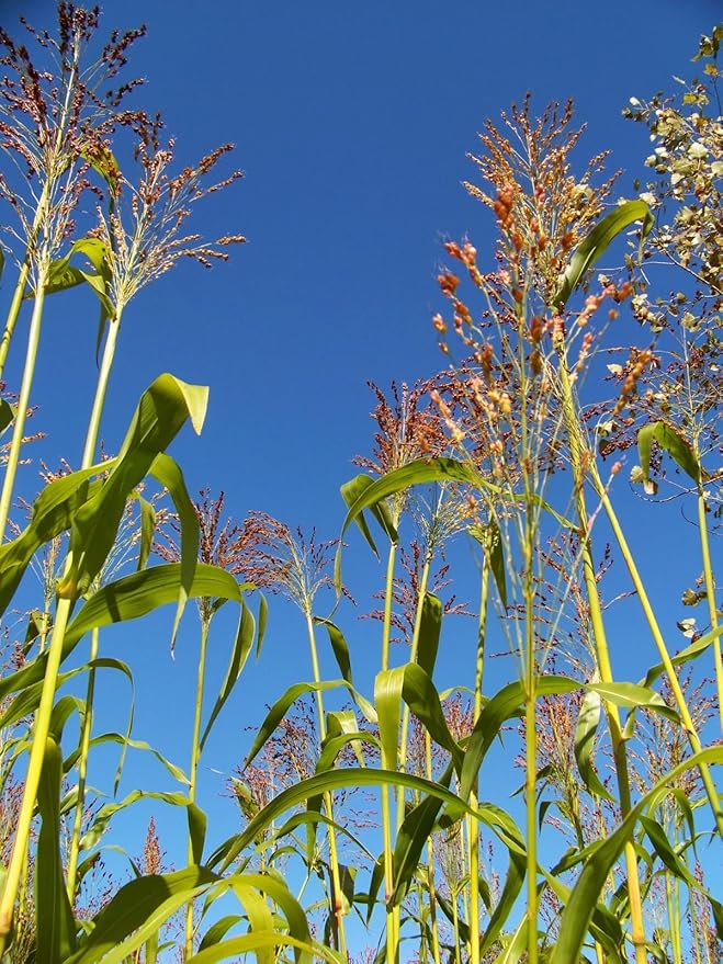 TomorrowSeeds - Rainbow Colors Broom Corn Seeds - 125+ Count - for 2026 Planting Sorghum Bicolor Mixed Colors Mulicolor Millet Giant Fall Decoration Flower Grain Grow Your Own Home Farm Patio Healthy