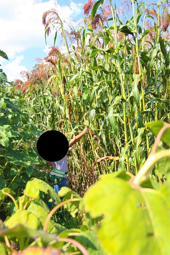 TomorrowSeeds - Red Broom Corn Seeds - 375+ Count - for 2026 Planting Sorghum Bicolor Mixed Millet Giant Fall Decoration Flower Grain Tassel Grow Your Own Home Farm Patio Healthy Sustainable Living