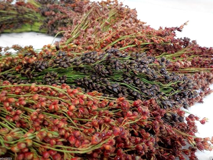 BROOM CORN SEEDS - Sorghum vulgar Mixed,Cream,Gold,Red, Brown,Burgundy and More(100 Seeds)