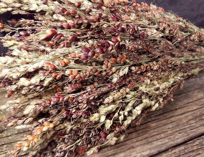 TomorrowSeeds - Rainbow Colors Broom Corn Seeds - 375+ Count - for 2026 Planting Sorghum Bicolor Mixed Colors Mulicolor Millet Giant Fall Decoration Flower Grain Grow Your Own Home Farm Patio Healthy