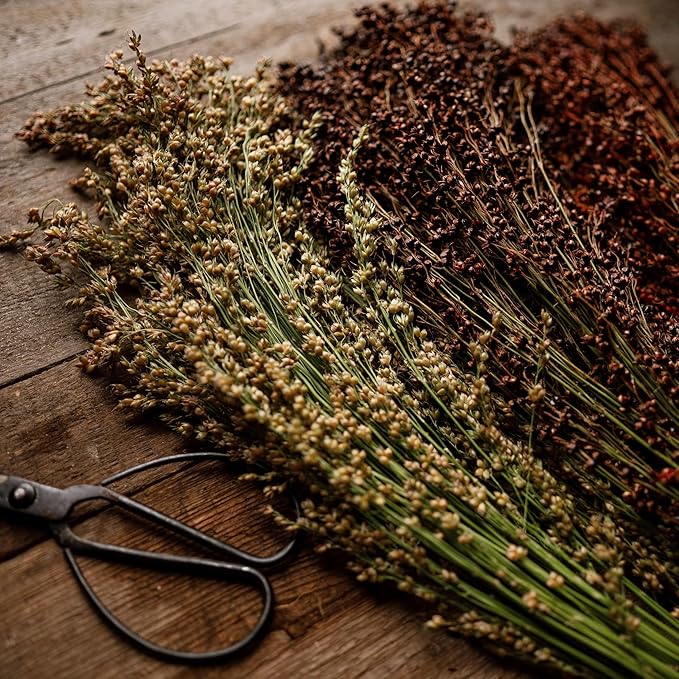 Multicolored Broom Corn - 100 Seeds - Heirloom Broomcorn Variety, Non-GMO, Heirloom Sorghum Seeds for Planting in The Home Garden, Thresh Seed Company