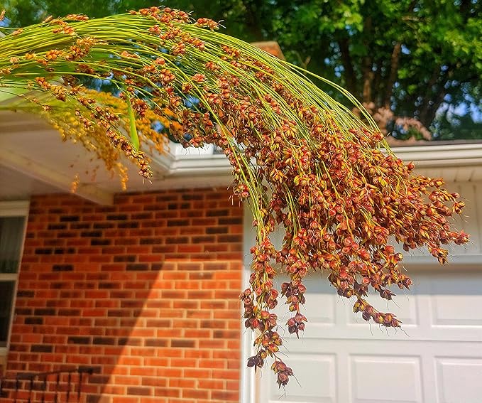 TomorrowSeeds - Red Broom Corn Seeds - 375+ Count - for 2026 Planting Sorghum Bicolor Mixed Millet Giant Fall Decoration Flower Grain Tassel Grow Your Own Home Farm Patio Healthy Sustainable Living