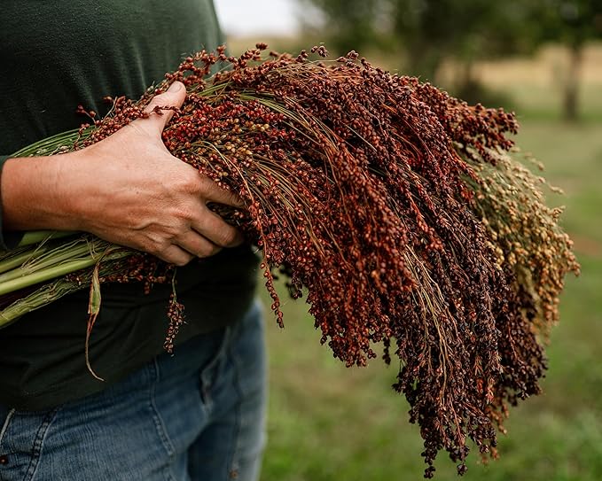 Multicolored Broom Corn - 100 Seeds - Heirloom Broomcorn Variety, Non-GMO, Heirloom Sorghum Seeds for Planting in The Home Garden, Thresh Seed Company