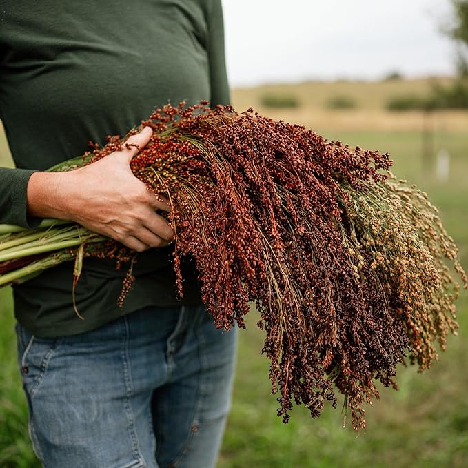 Multicolored Broom Corn - 100 Seeds - Heirloom Broomcorn Variety, Non-GMO, Heirloom Sorghum Seeds for Planting in The Home Garden, Thresh Seed Company