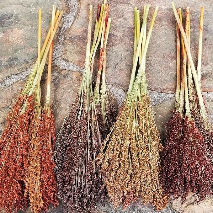 TomorrowSeeds - Rainbow Colors Broom Corn Seeds - 375+ Count - for 2026 Planting Sorghum Bicolor Mixed Colors Mulicolor Millet Giant Fall Decoration Flower Grain Grow Your Own Home Farm Patio Healthy