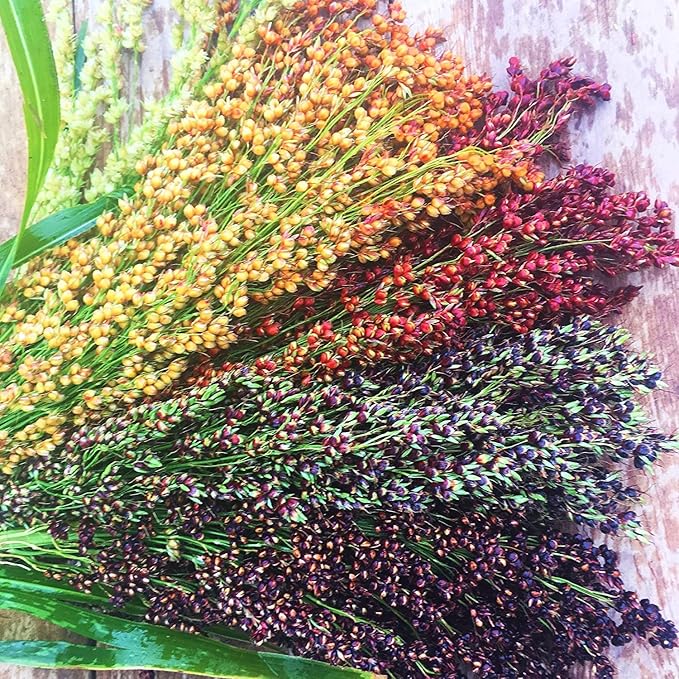 Rainbow Colors Broom Corn Seeds - 125+ Count Packet - Sorghum Bicolor Mixed Colors Mulicolor Millet Fall Decoration Flower!