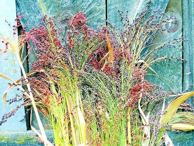 Broom Corn Seed Multi Color Crafts Home Accents Gold Red Bronze Purple Brown jocad (100+ Seeds)