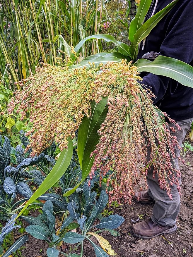 TomorrowSeeds - Rainbow Colors Broom Corn Seeds - 125+ Count - for 2026 Planting Sorghum Bicolor Mixed Colors Mulicolor Millet Giant Fall Decoration Flower Grain Grow Your Own Home Farm Patio Healthy