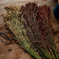 Multicolored Broom Corn - 100 Seeds - Heirloom Broomcorn Variety, Non-GMO, Heirloom Sorghum Seeds for Planting in The Home Garden, Thresh Seed Company