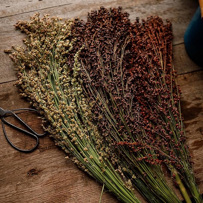 Multicolored Broom Corn - 100 Seeds - Heirloom Broomcorn Variety, Non-GMO, Heirloom Sorghum Seeds for Planting in The Home Garden, Thresh Seed Company