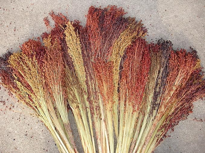 TomorrowSeeds - Rainbow Colors Broom Corn Seeds - 125+ Count - for 2026 Planting Sorghum Bicolor Mixed Colors Mulicolor Millet Giant Fall Decoration Flower Grain Grow Your Own Home Farm Patio Healthy